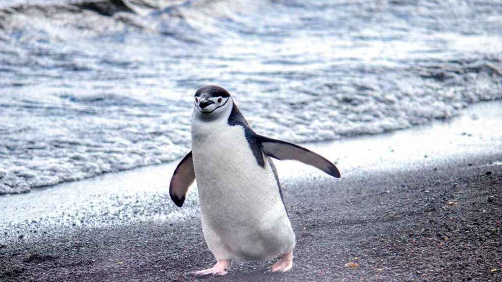 o pinguim com maior massa corporal