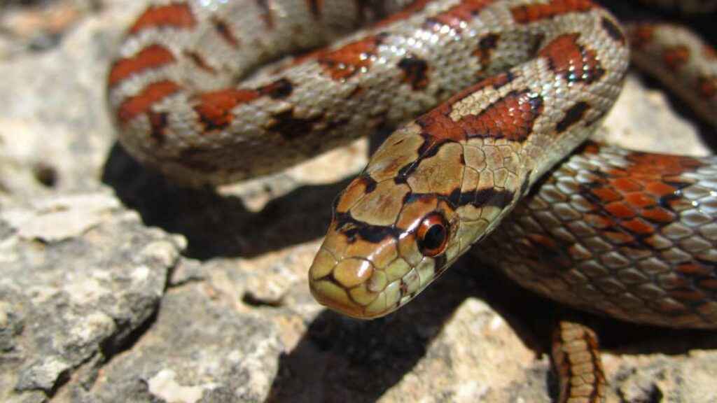 O que significa sonhar com cobra e jacaré