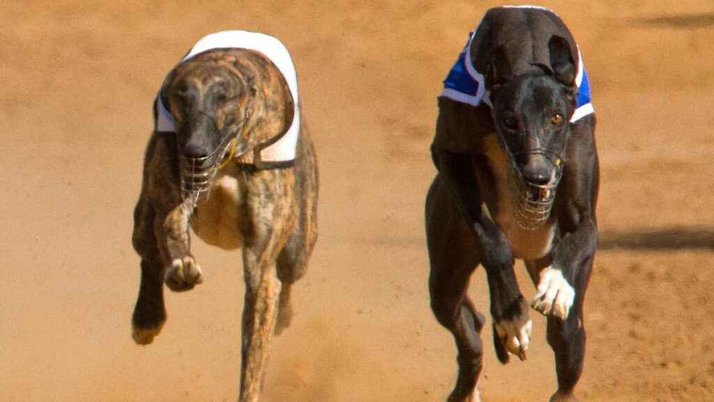 O que é corrida de galgos